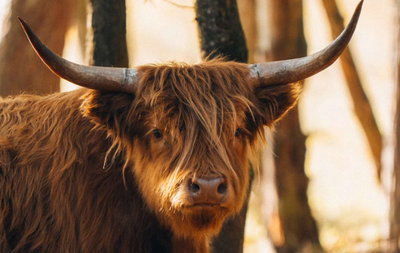 This guide will take you through all of the Hidden Cow Areas an